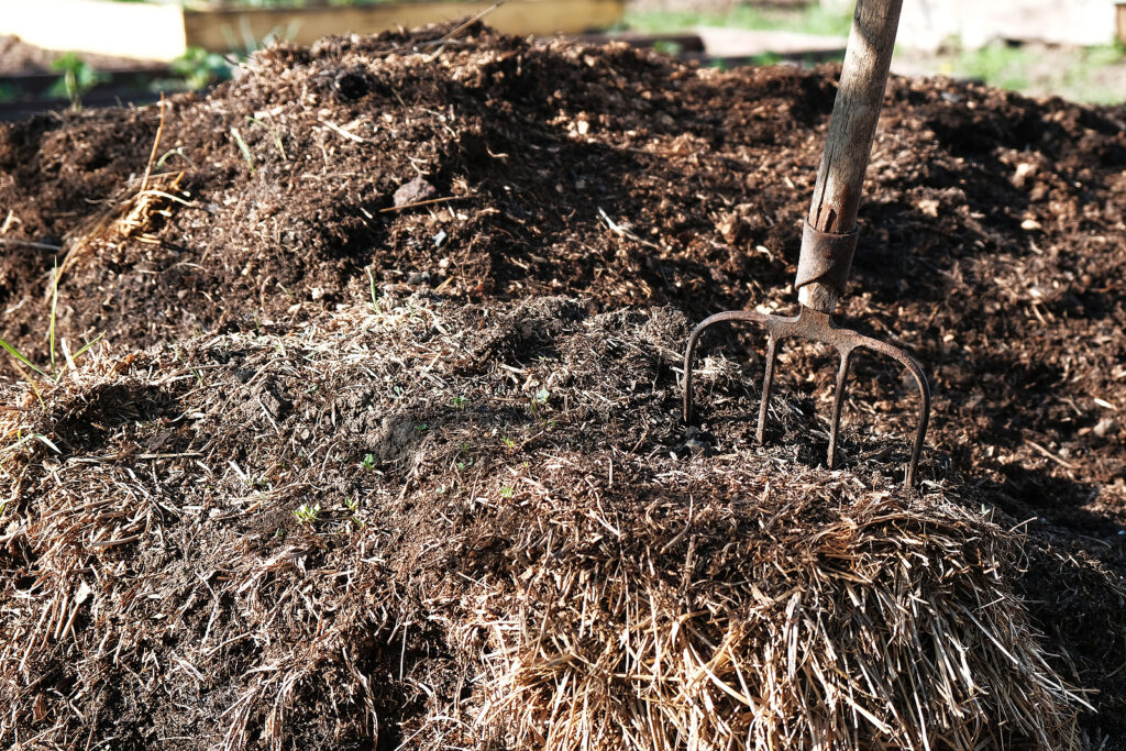 manure for pumpkins