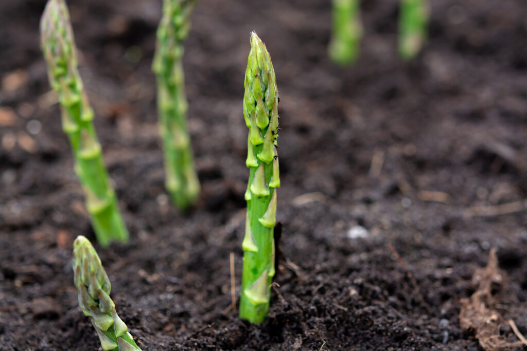 asparagus growing