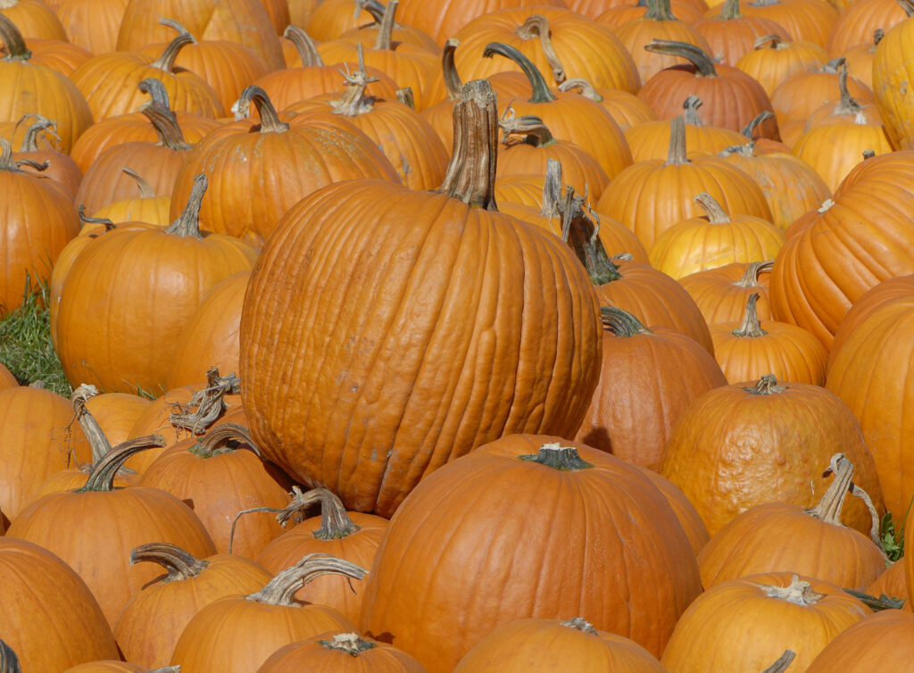 biggest pumpkin
