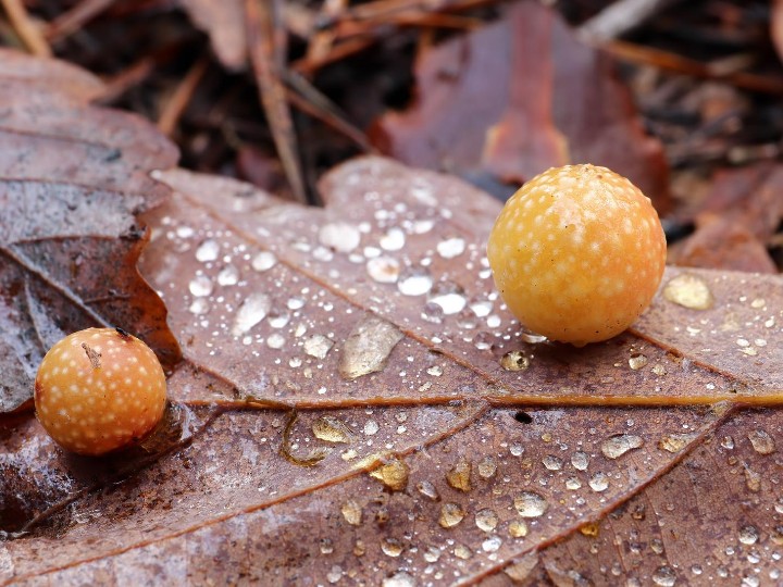 how to make oak gall ink