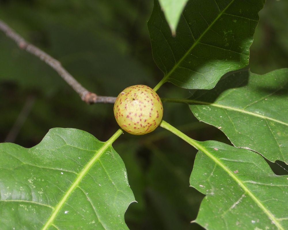 oak apple