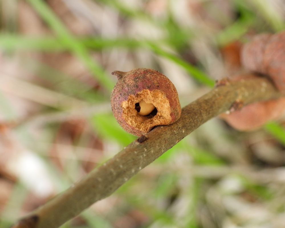 oak gall wasp