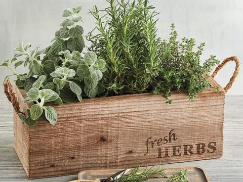 herb garden in wooden box