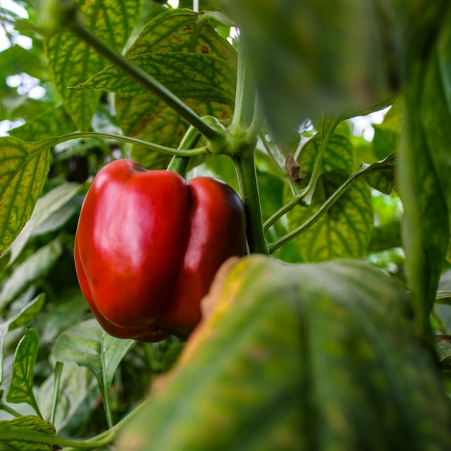 new ace pepper