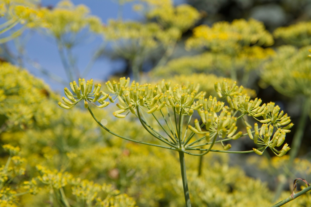 fennel