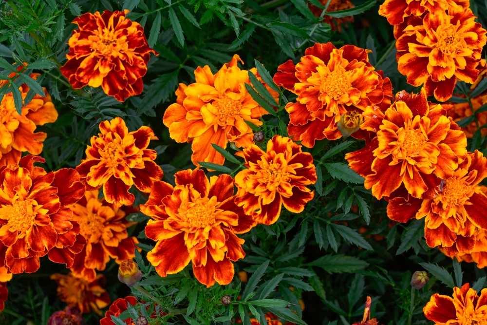 French Marigold