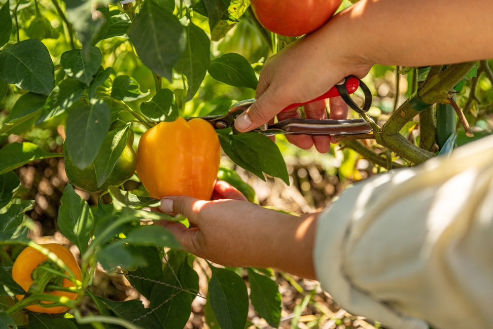 bell pepper