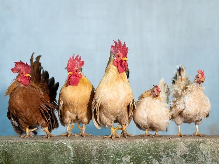 how to treat poultry lice