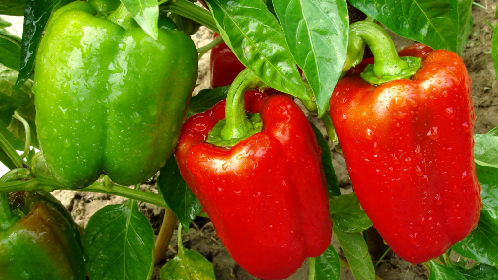 ripening peppers
