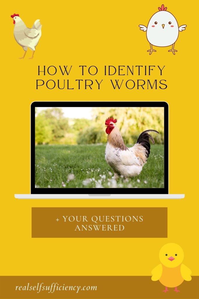 how to identify poultry worms