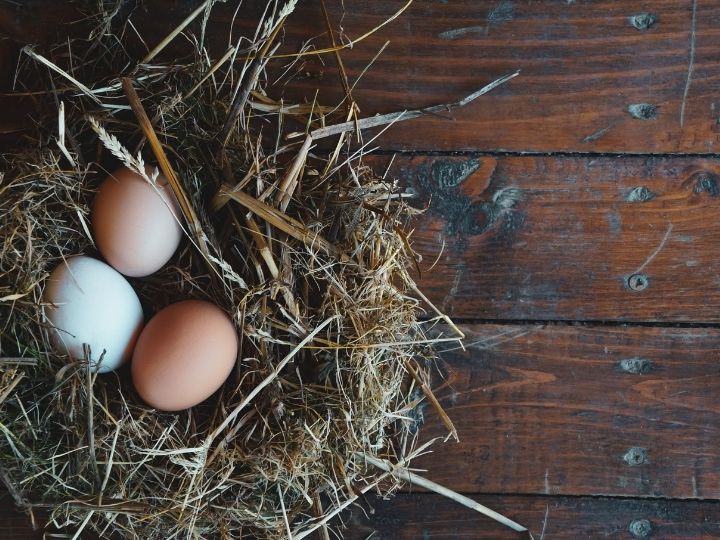 reduced eggs may be a sign of chicken worms