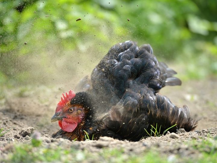 domestic chicken having a dust bath