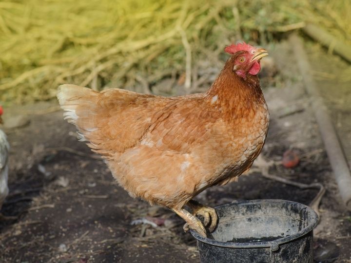 chicken how to treat poultry worms