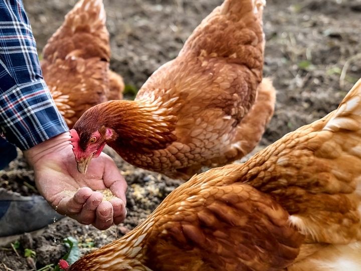 chickens being hand fed