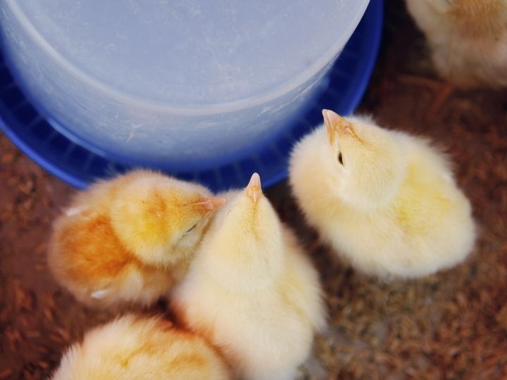 chickens drinking sanitised drinking water to prevent poultry worms
