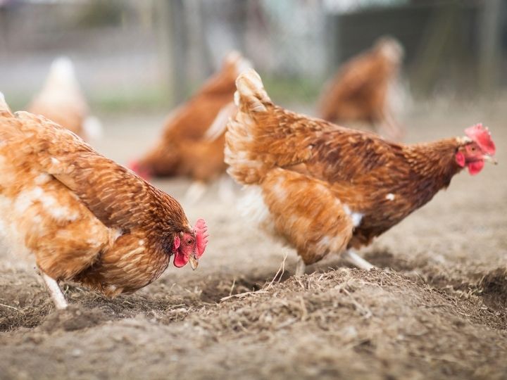 how to identify poultry mites