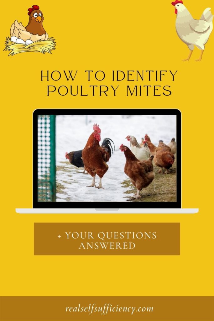 how to identify poultry mites