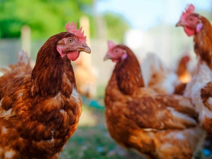 identify poultry worms