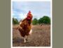 How to prevent poultry lice Pinterest image