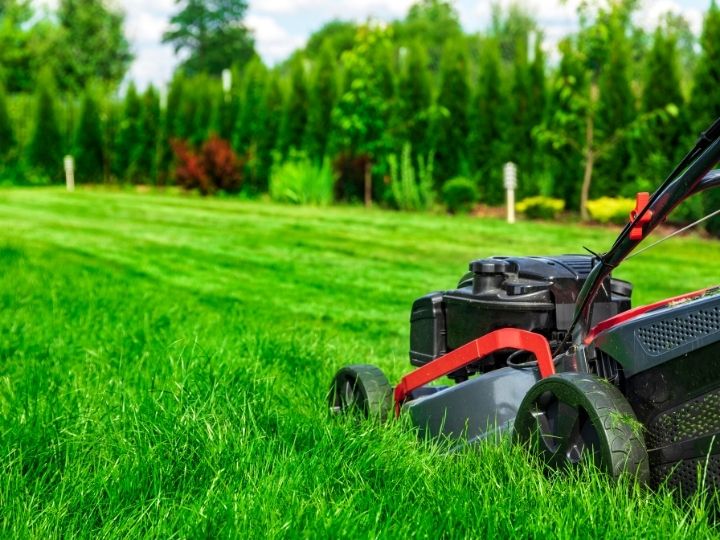 mow lawns regularly to prevent poultry worms