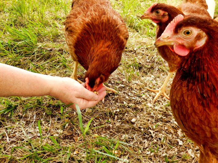 feed chicken an iron rich food to treat poultry mites