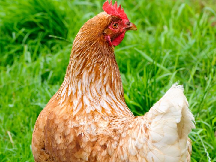 free range chicken in garden