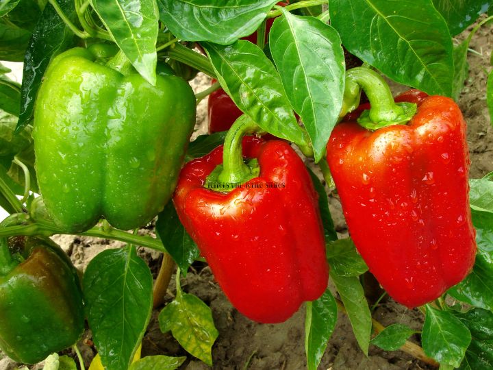 healthy pepper plant