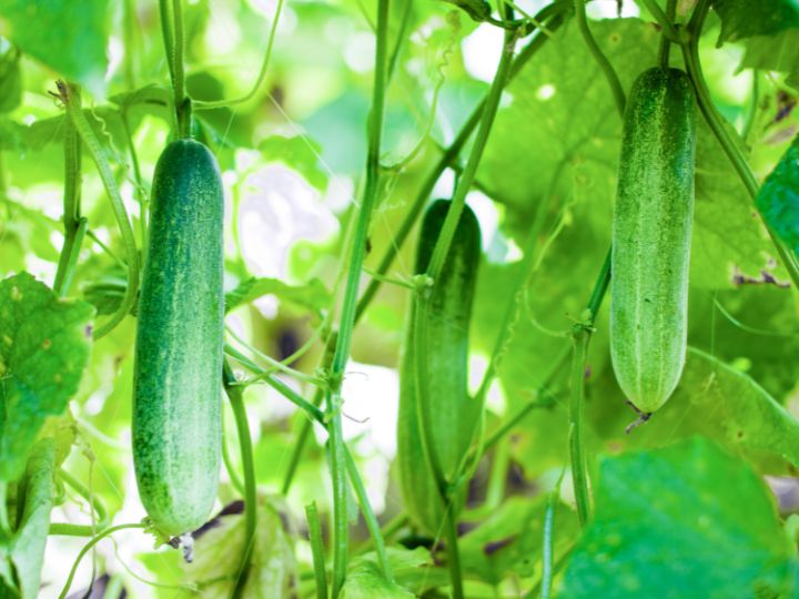 Parthenocarpic Cucumbers growing on a plant