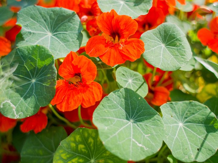 Nasturtium is a great growing companion plant for cantaloupe melons