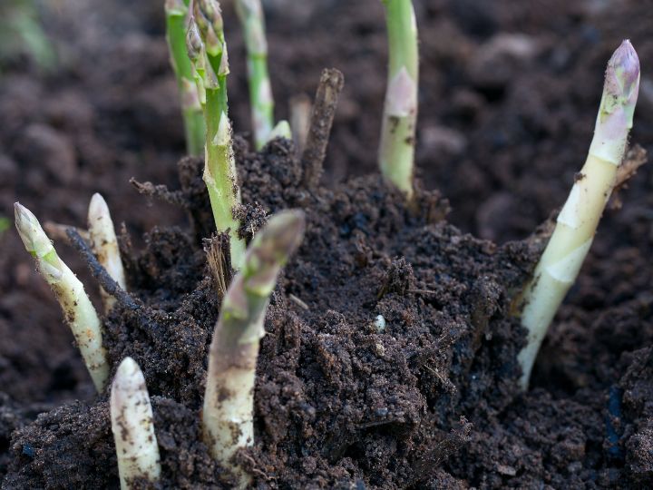 asparagus growing in the garden