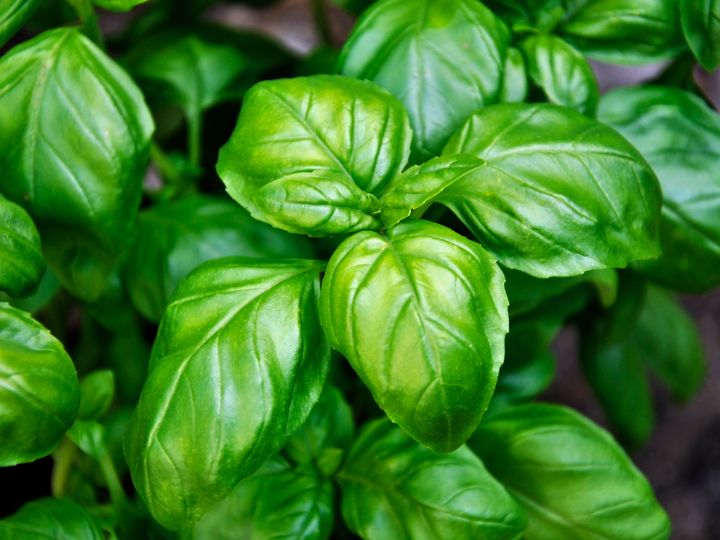  Basil is a great growing companion plant for cantaloupe melons
