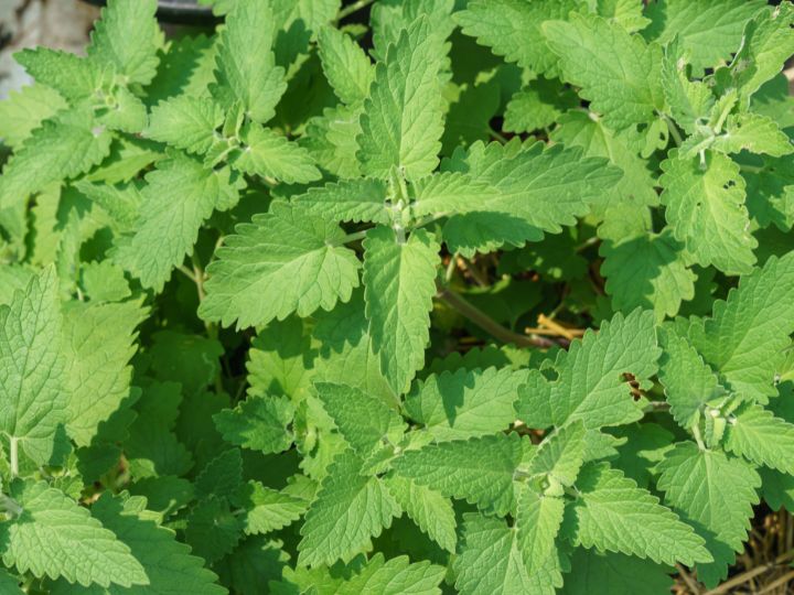 catnip is a great growing companion plant for cantaloupe melons