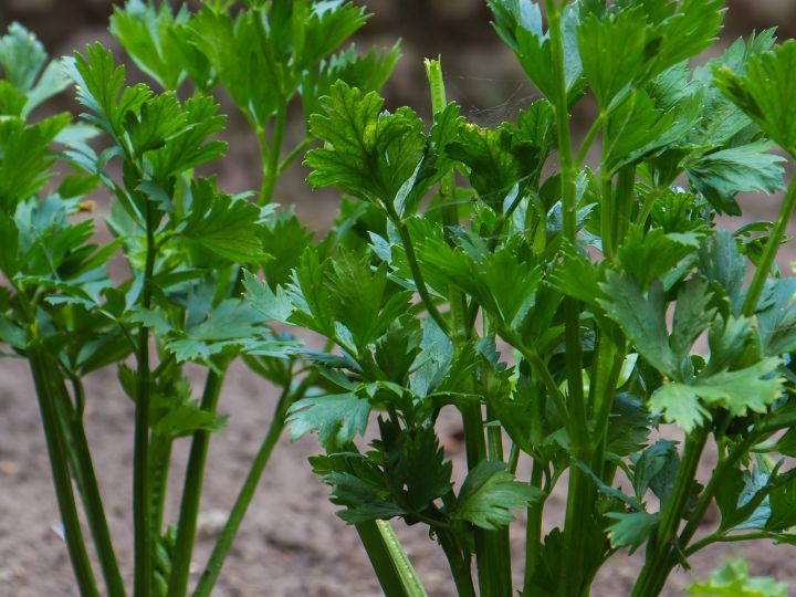 celery growing in garden
