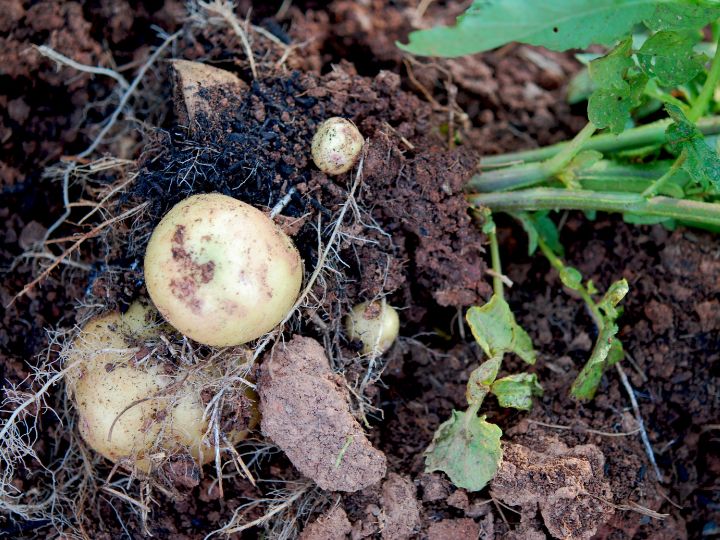 don't plant potatoes and melons as they both require a lot of nutrients