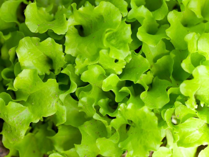 lettuce is a great growing companion plant for cantaloupe melons