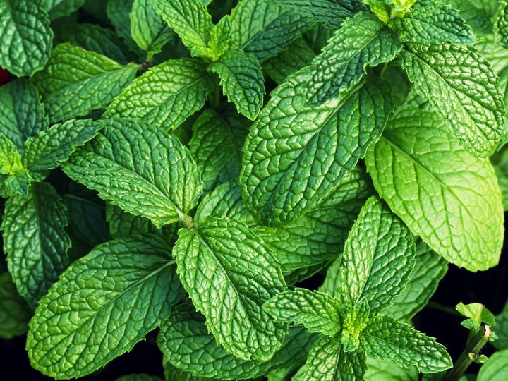 Mint is a great growing companion plant for cantaloupe melons