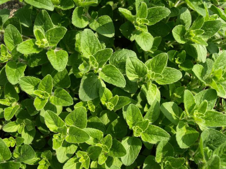 oregano  is a great growing companion plant for cantaloupe melons
