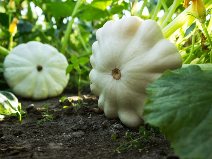 squash growing in the garden