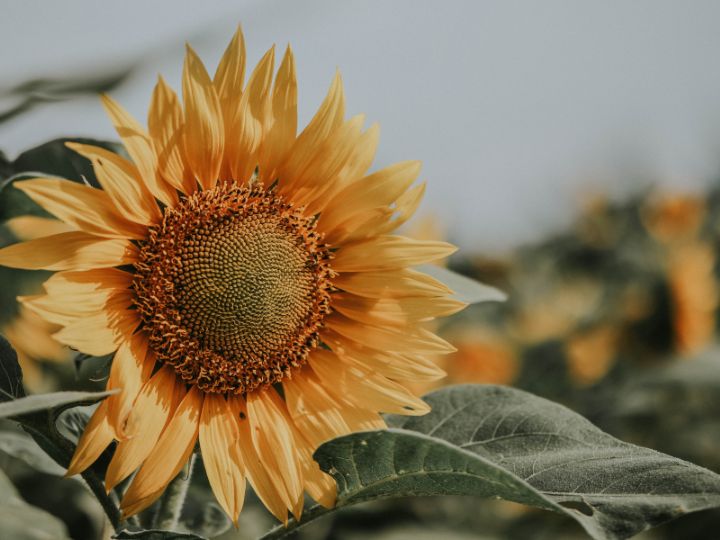 sunflower is a great companion plant for cantaloupe melon