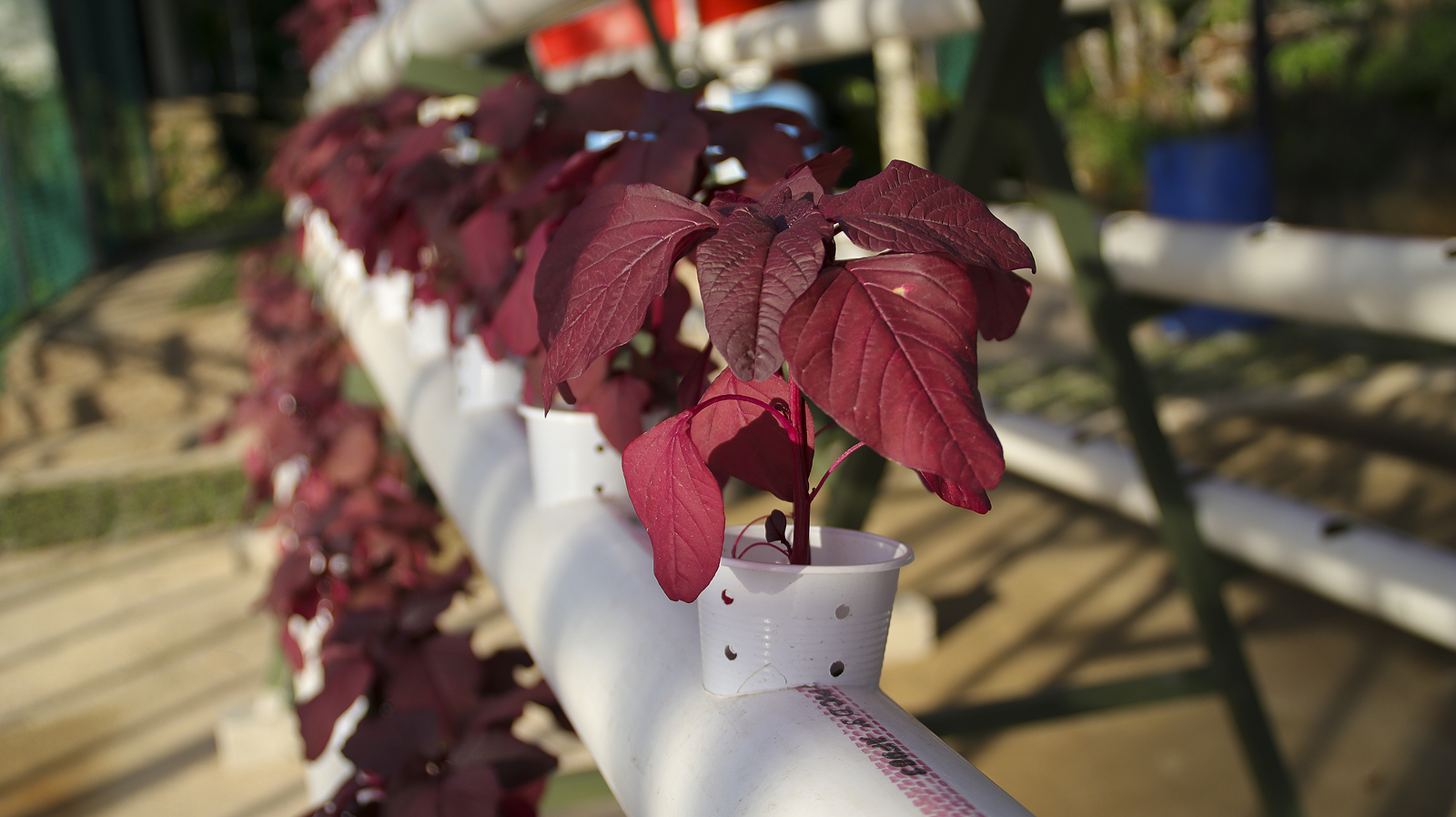 hydroponic spinach