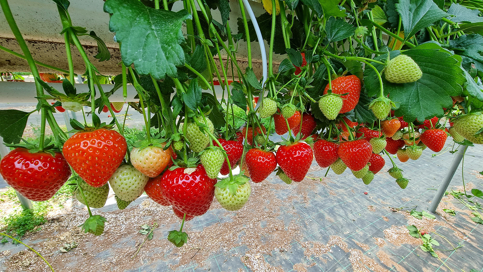 strawberries growing hydroponically