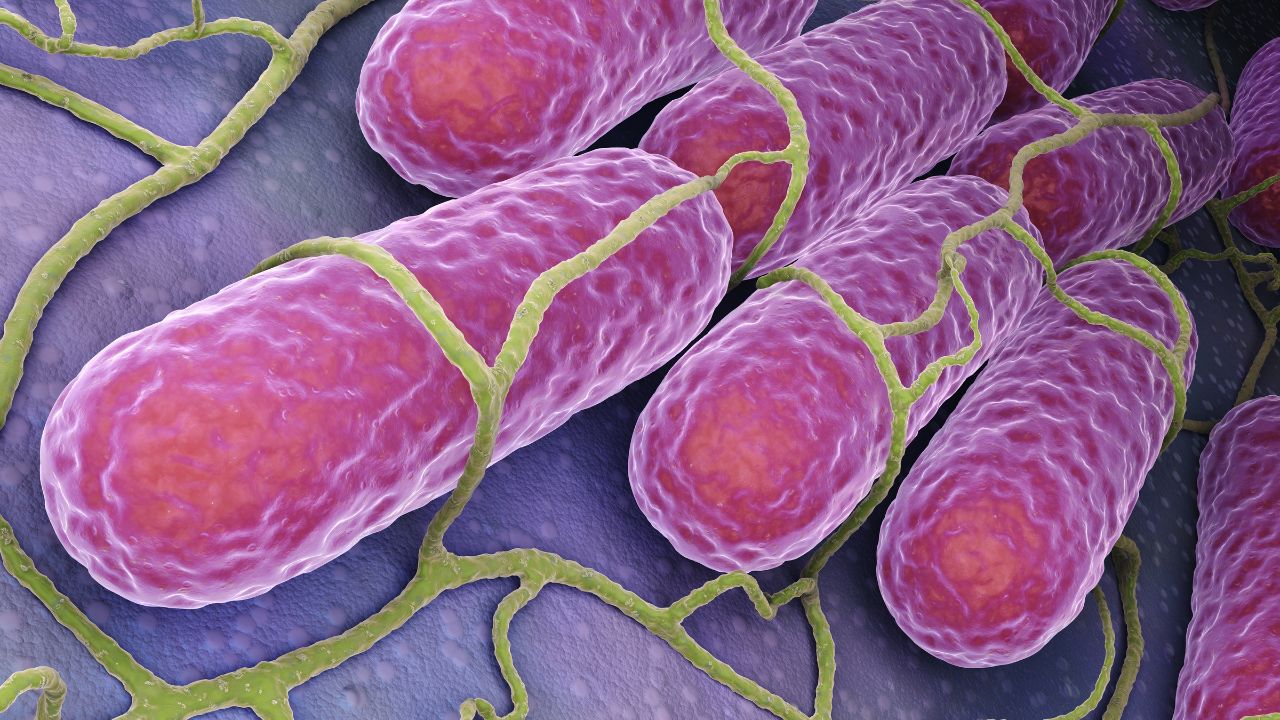 culture of salmonella bacteria