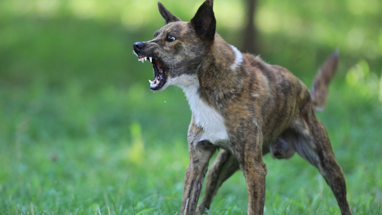 raw food aggressive dog