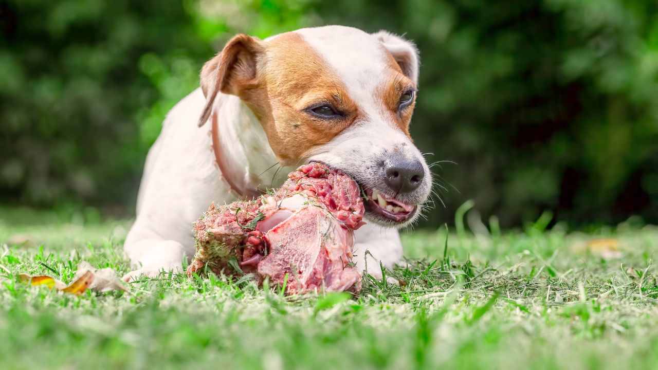 dog eating raw meaty bone