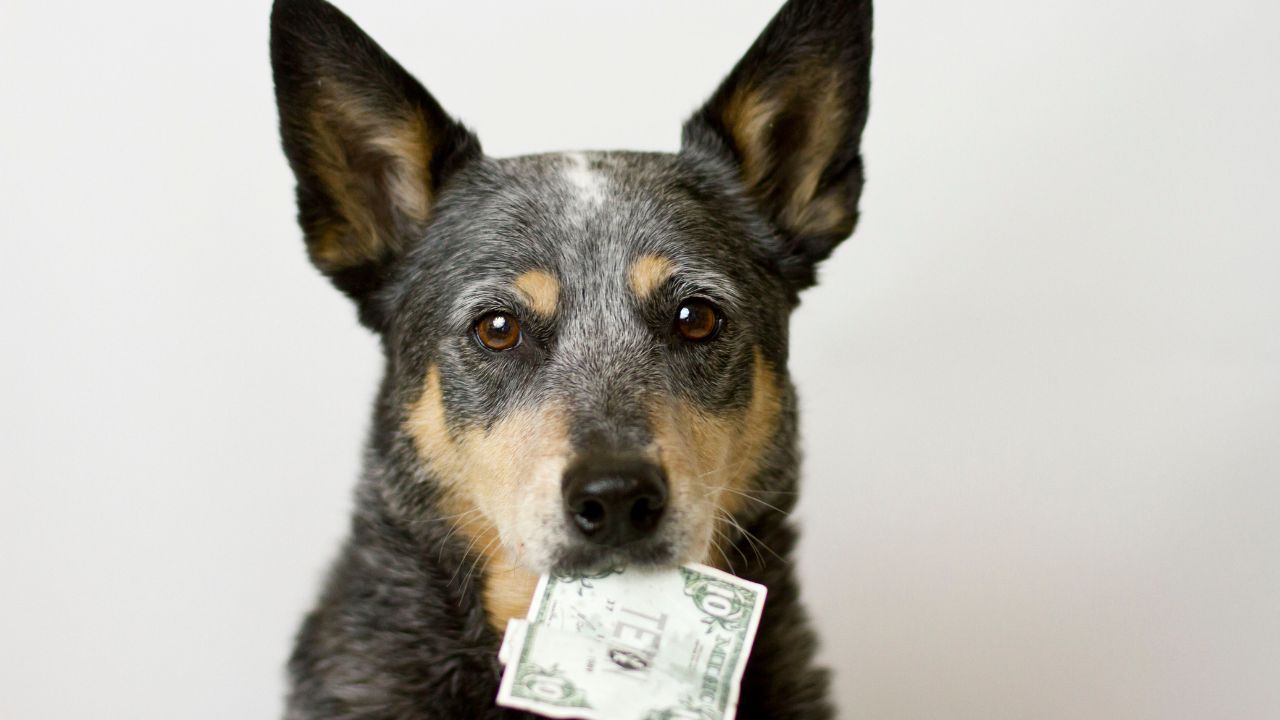 is raw dog food expensive?