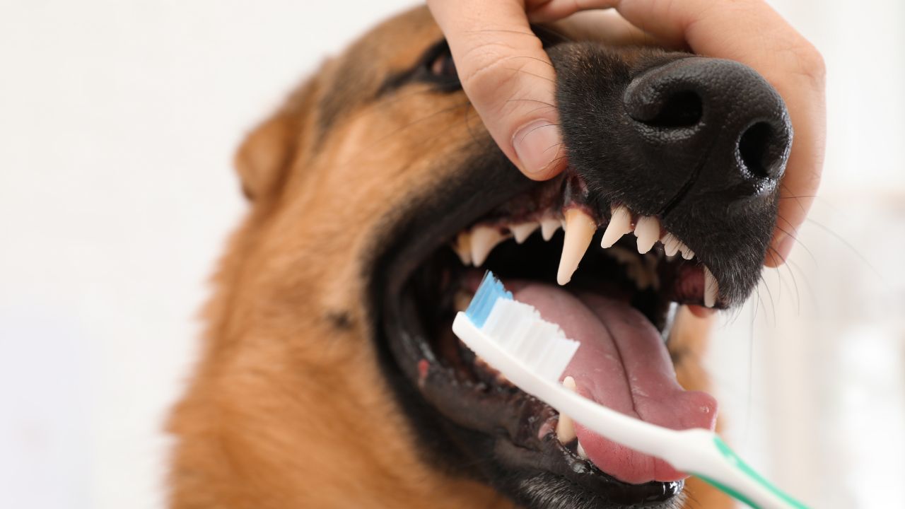 dog teeth cleaning