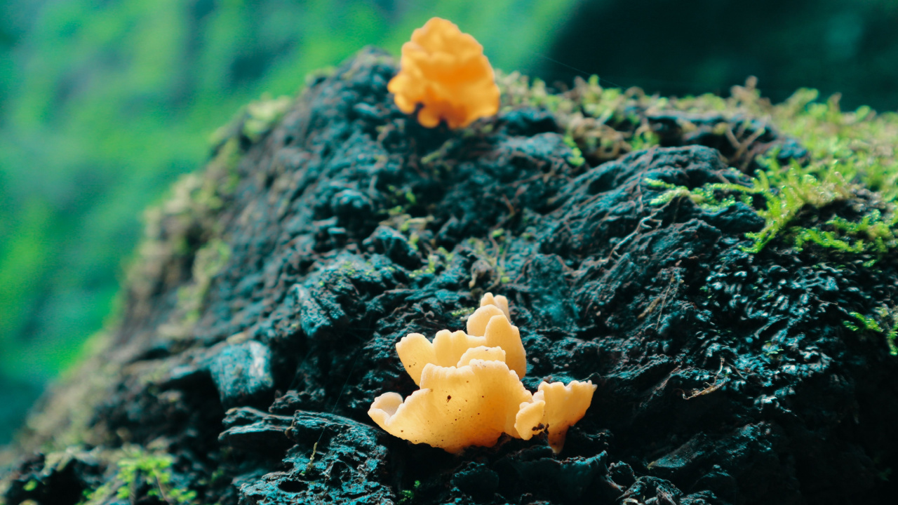 Orange Witches Butter