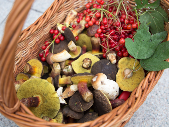 foraging basket