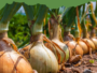 how to grow sprouted onions