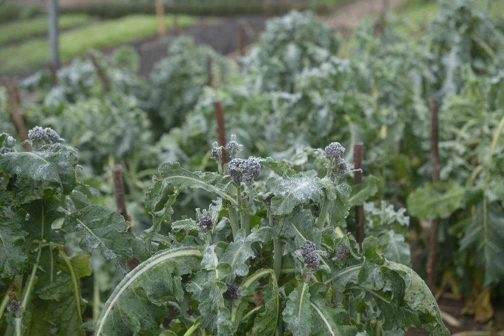 winter frost on purple sprouting broccoli